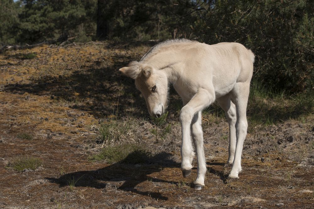 Cute young Norwegian  Fjord horse foal outdoors on a sunny day