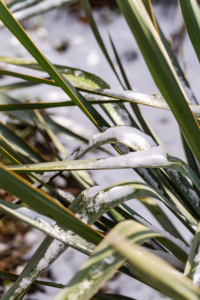 Leaves of yucca plant under the snow