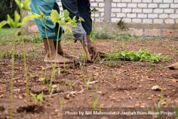 Indonesian farmer planting green shoots in the soil 5oDEzx