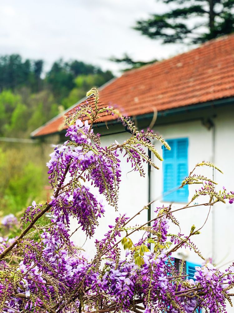Purple flowers near house