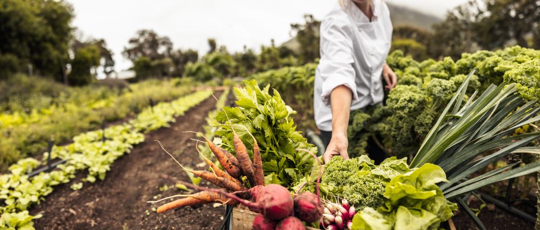 Anonymous chef putting fresh vegetables in a crate on an agricultural field