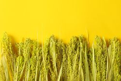 Line of dried flowers with copy space