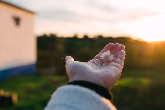 Crop hand with chamomile in nature