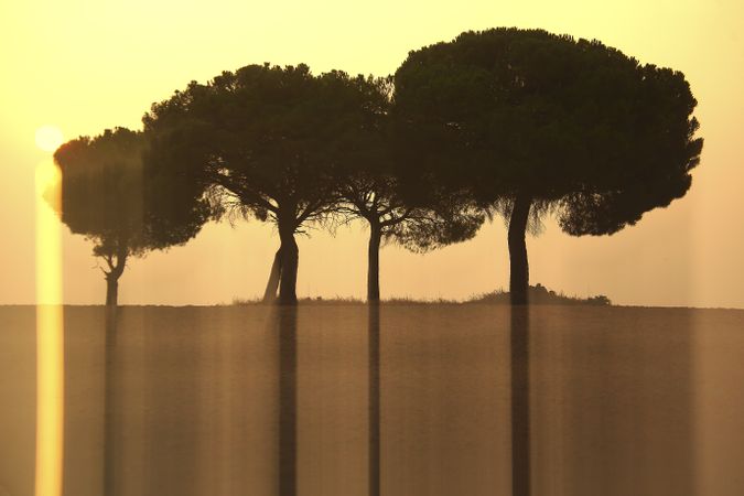 Defocused trees in sunset valley