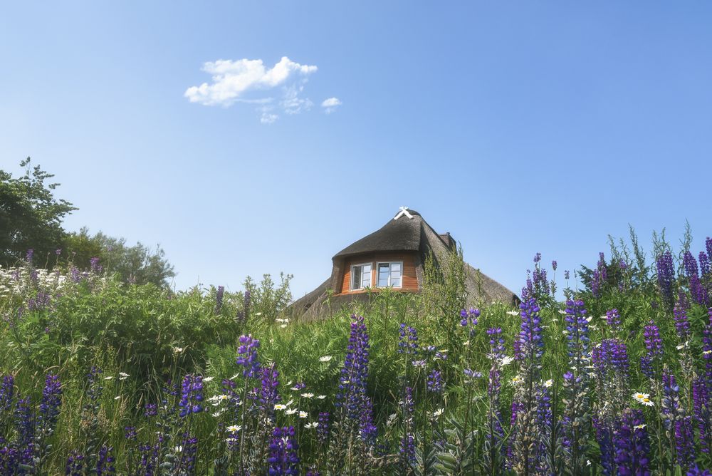 Frisian house with thatched roof and purple flowerfield