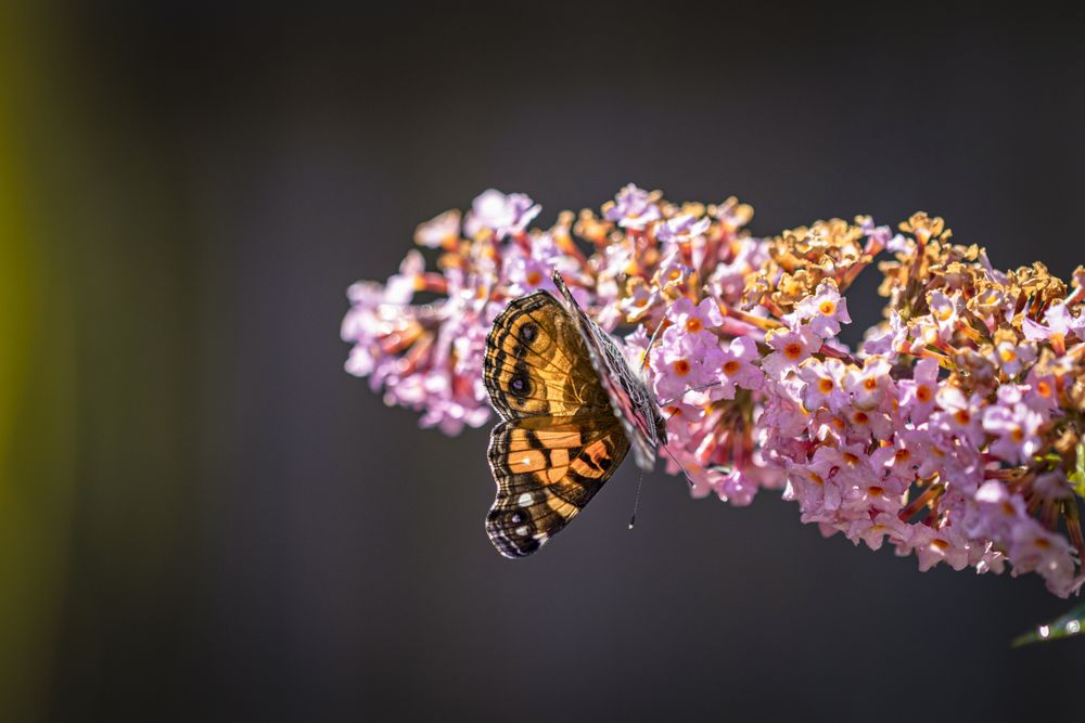American lady butterfly on pink flower