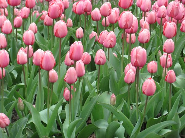 Pink Tulips