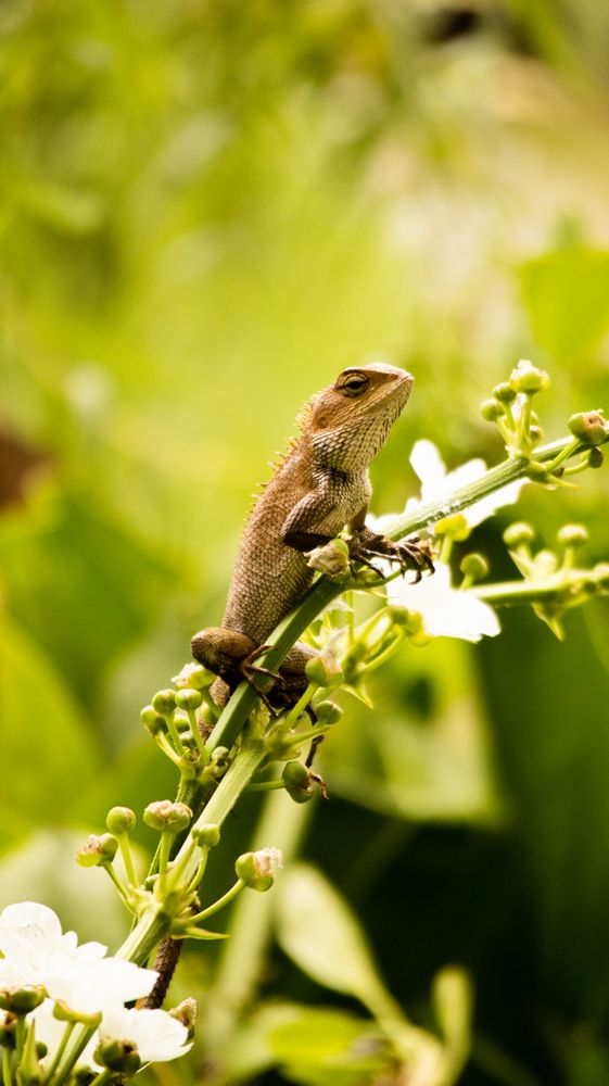 Indonesian Tropic Iguana