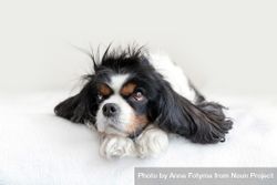 Cavalier spaniel with head on its paws on bed 0L1gR5