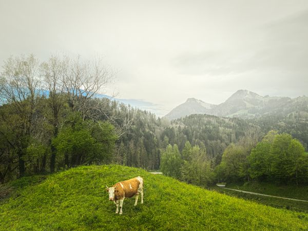 brown cow, Gruyères, Vaud