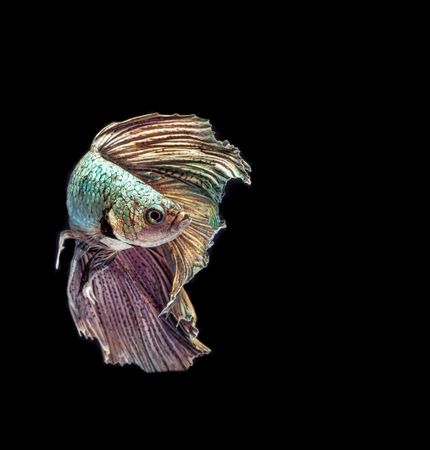 Betta Fish