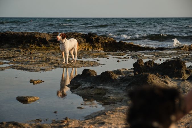 Dog standing on wet beach near waving sea