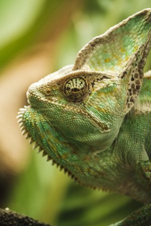 Closeup of green chameleon