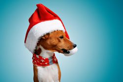 Side view of dog in festive Santa hat and scarf