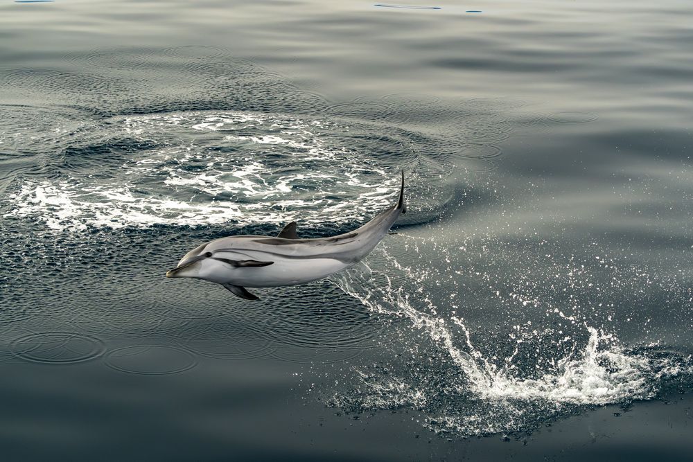 Striped dolphin