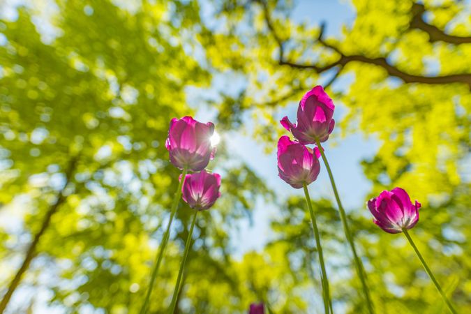 Tulips shot from the stem looking up to the sky