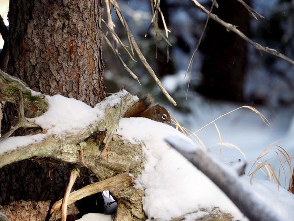 Winter Forage: A Curious Squirrel in the Snowy Wilderness