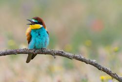 Bird standing on tree branch
