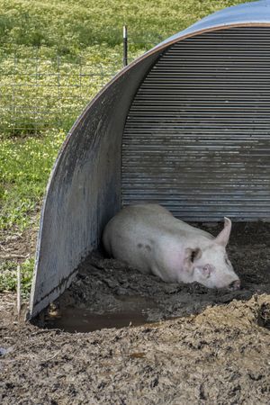 Copake, New York - May 19, 2022: Pig sleeping in shack