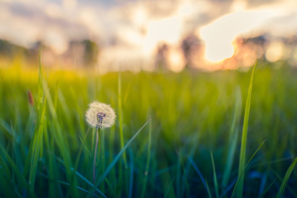 A close up of a dandelion in the grass