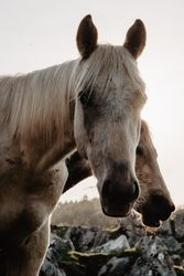 Funny horses on meadow