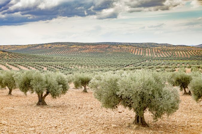 Olive rows under cloudy blue sky in farmland in spain