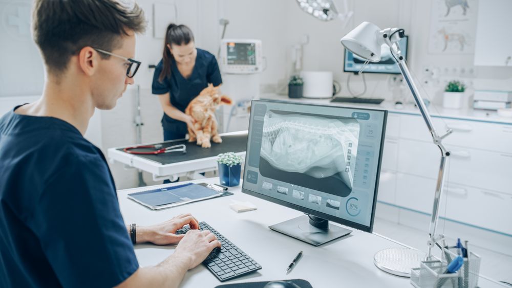 Veterinary Clinic Specialist Working on a Desktop Computer