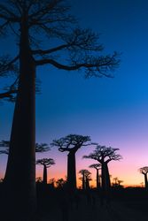 Wonderful sunset among giant baobabs