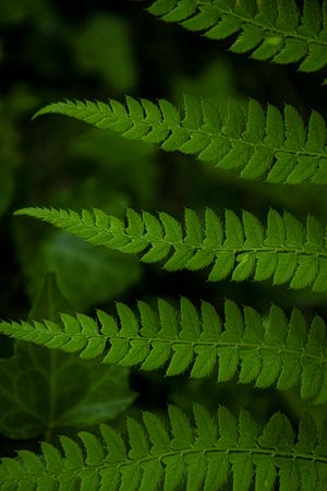 Detail of fern leaves. Lush green background of nature
