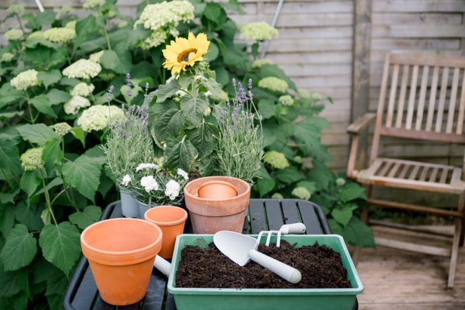 Fresh flowers in garden