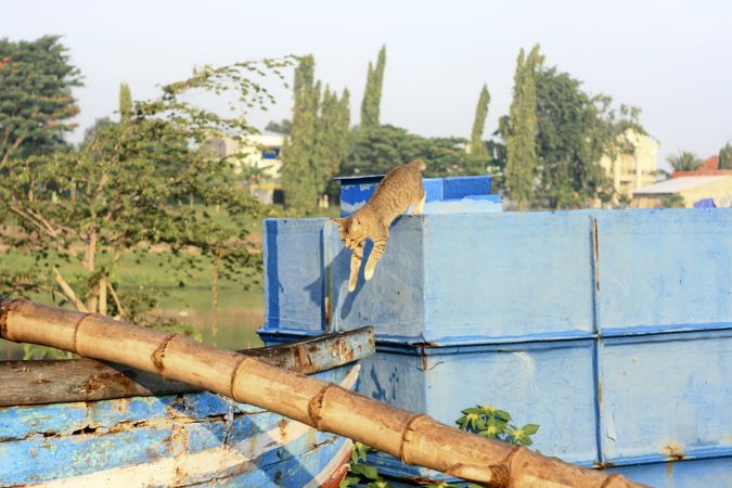 Cat leaping from garbage