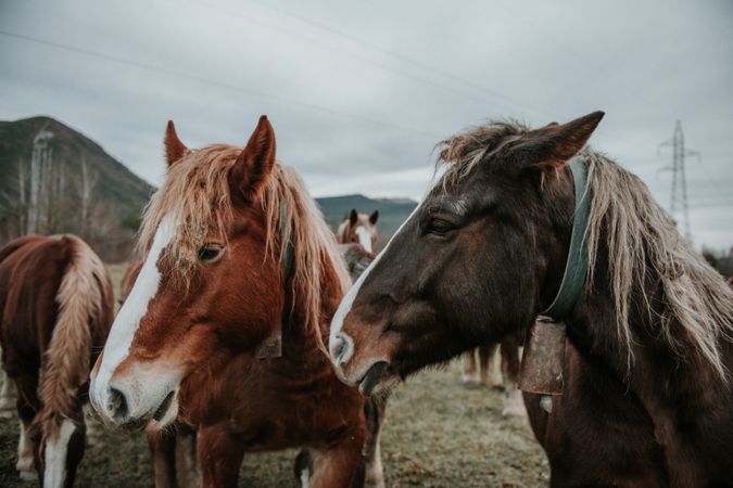 Funny horses on meadow