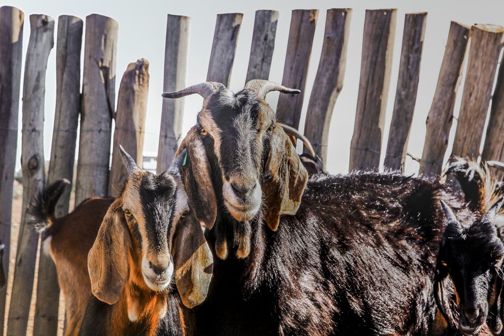Domestic animals feeding on pasture