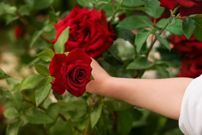 Red Chinese rose in a woman's hands