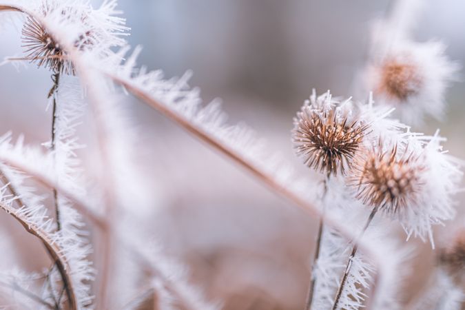 Ice formations on a plant