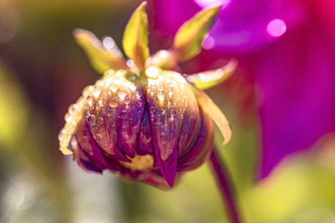 Closed pink dahlia with water droplets