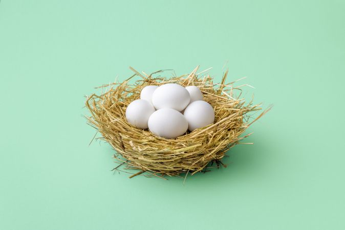 Chicken eggs in straw nest isolated on a green mint background