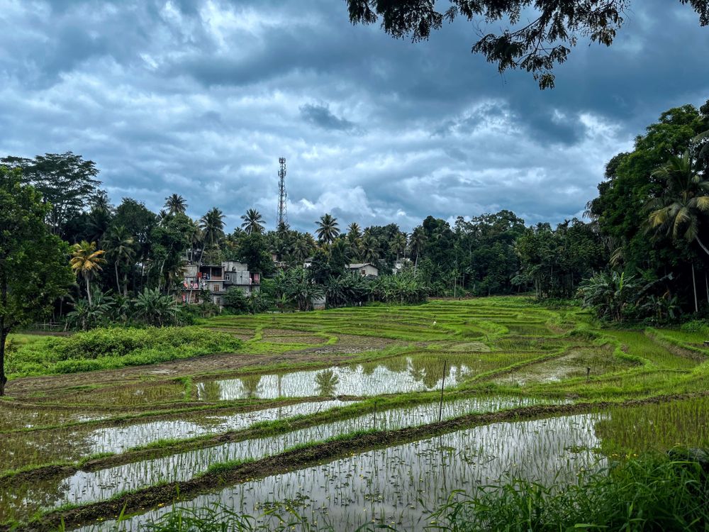 Rain cloud over paddy field Surrounded with coconut trees