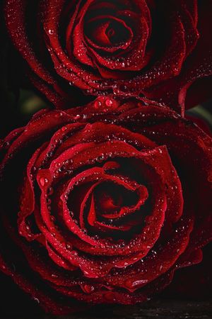 Red roses with dark background