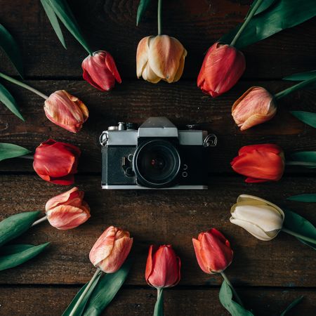 Circle of tulips on wooden background with camera