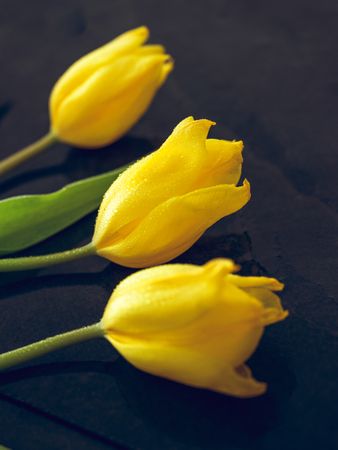 Blooming tulips on dark table