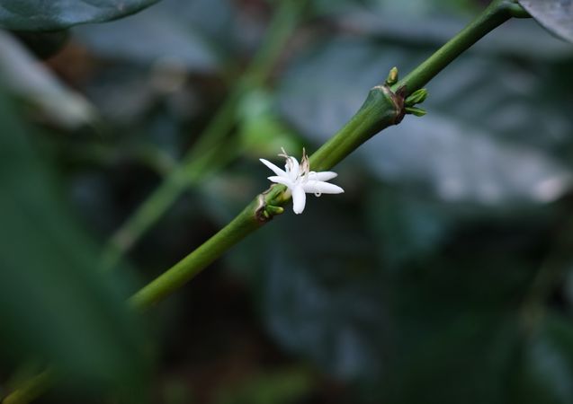 Coffee flower