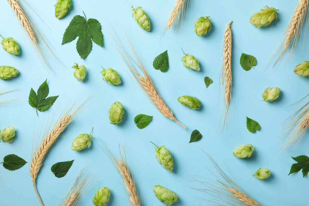 Wheat, hop and leaves on blue background
