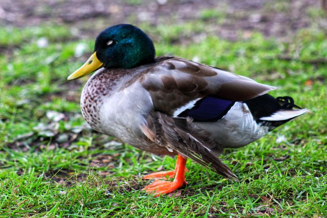 Mallard duck on green grass