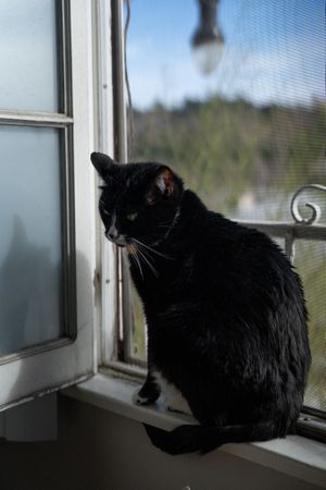 Dark cat in front of open window sitting
