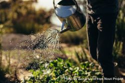 Cropped shot of man watering vegetables with sprinkling can 4MDx15