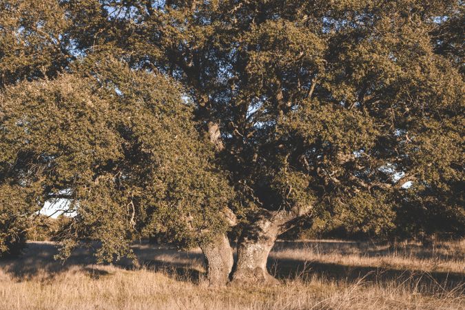 Big green tree on field in summer