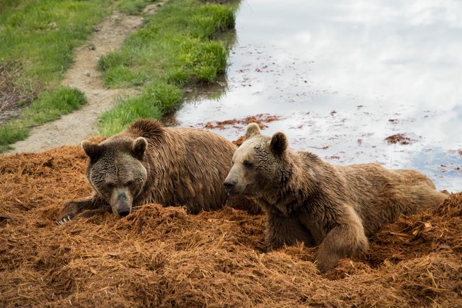 Grizzly bears at the Wildlife Safari in Winston, Oregon