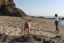 Beautiful brunette woman playing with dog on the beach