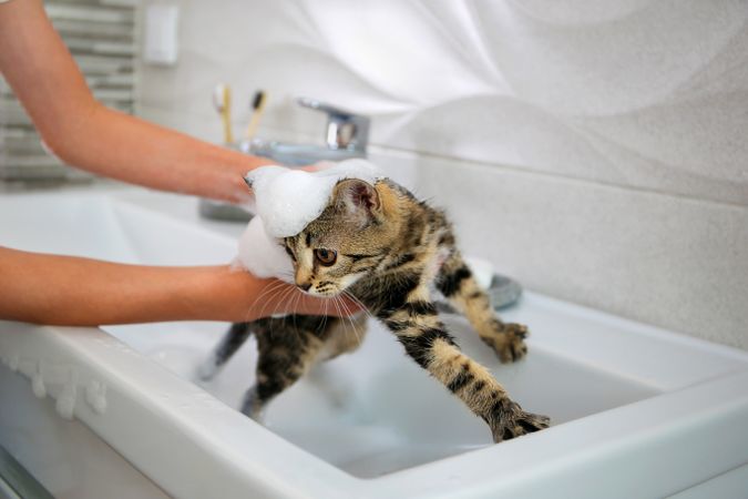 A woman bathes a cat in the sink.